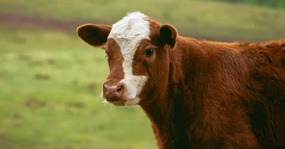 Una mucca